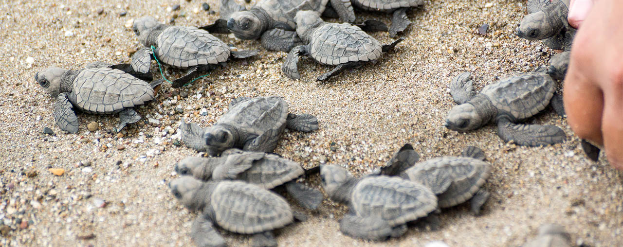 Liberaci�n de tortugas marinas
