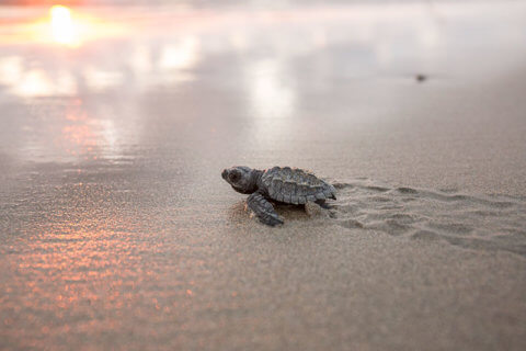 Liberaci�n de tortugas